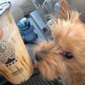 Meet your Posher, Kenneth